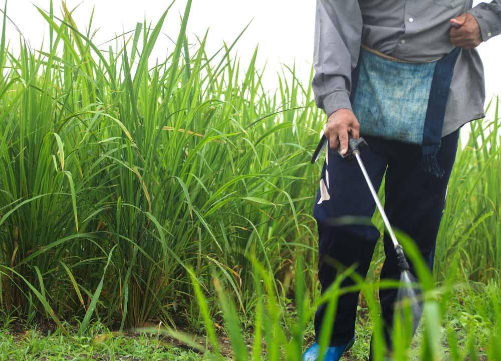 Home Decor and Garden